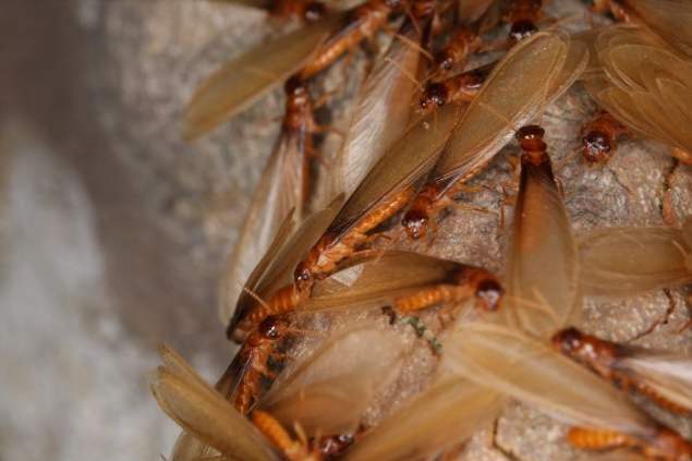 白蚁防治办法-柳州市康诺有害生物防治有限公司
