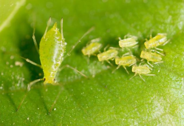 室内植物的害虫是从哪里来的,如何防治常见的4种虫害?