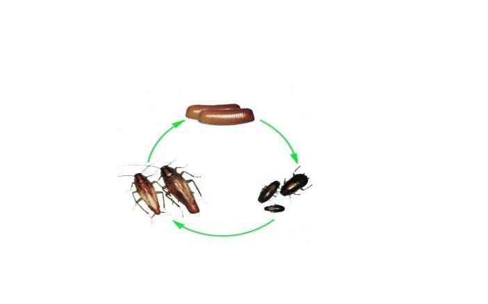 高效灭蟑螂方法-厦门迪香害虫防治有限公司 产品展示(批发四害专用
