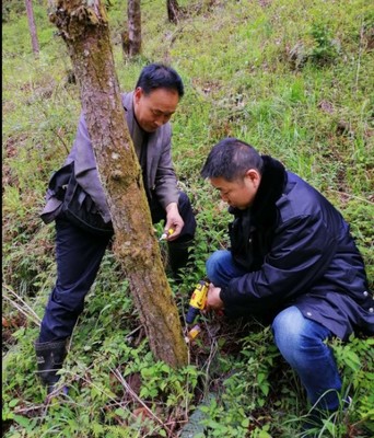 陕西省汉西林业局局长张保乾检查指导松材线虫病等林业有害生物防控工作